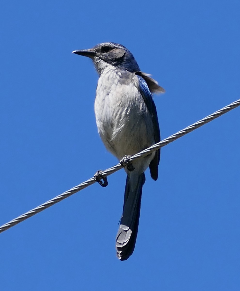 California Scrub-Jay - ML635135220