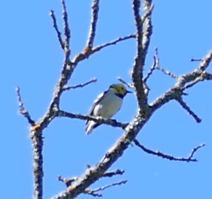 Hermit Warbler - ML635135229