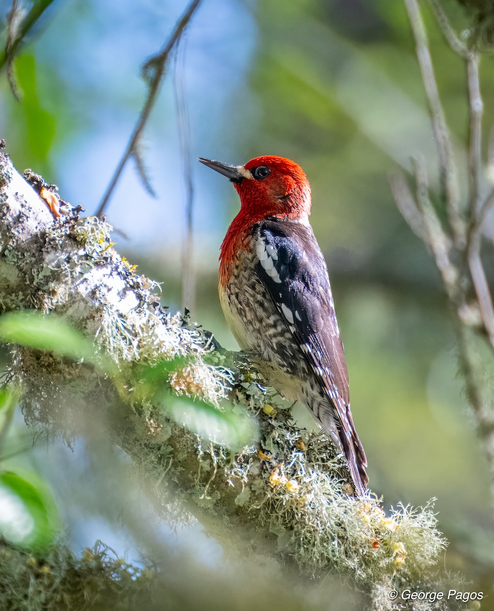 Red-breasted Sapsucker - ML635135231