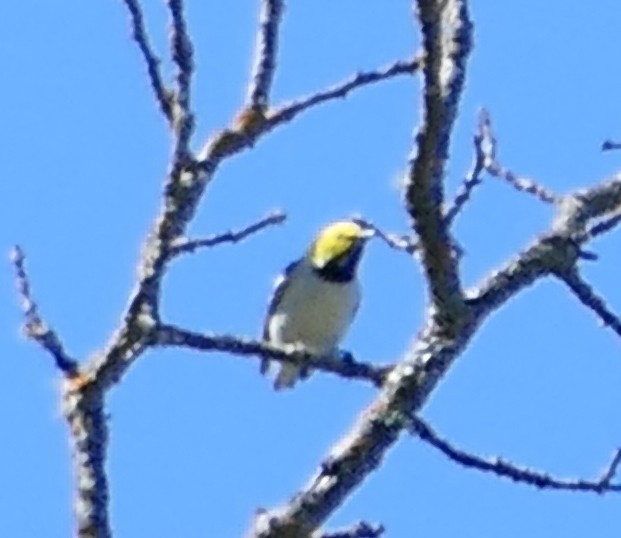 Hermit Warbler - ML635135236