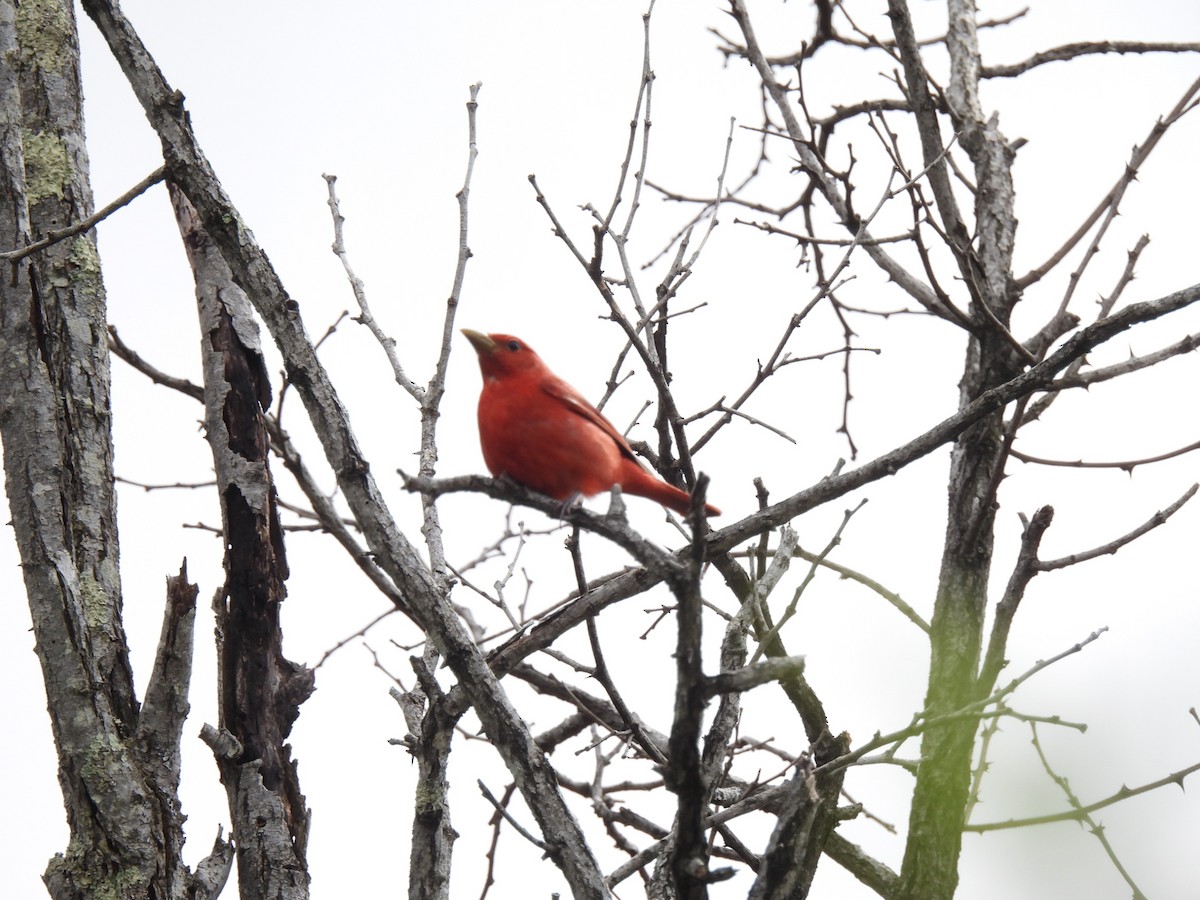 Summer Tanager - ML635135281