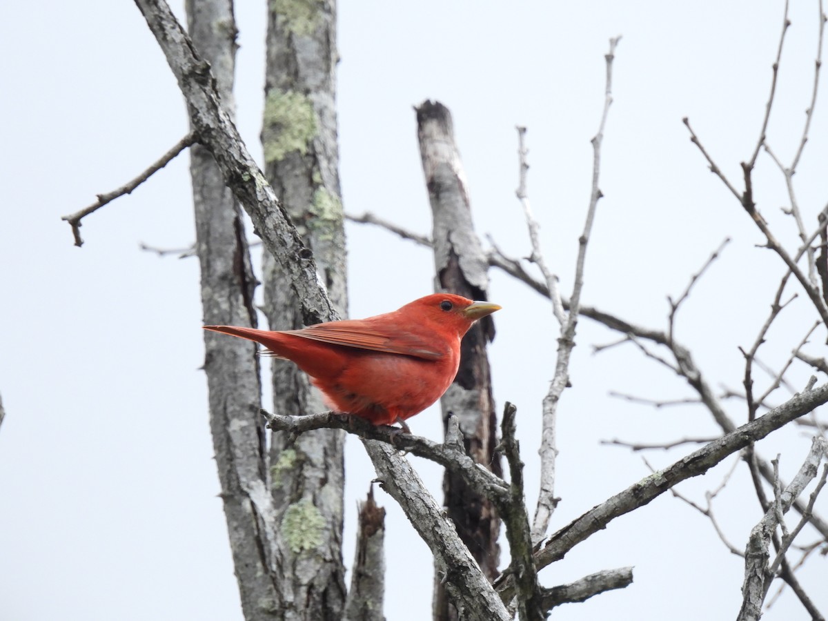 Summer Tanager - ML635135283