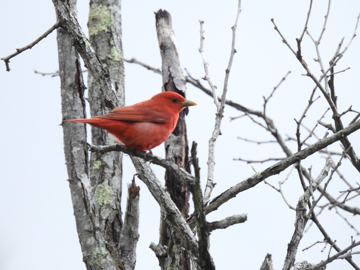 Summer Tanager - ML635135284