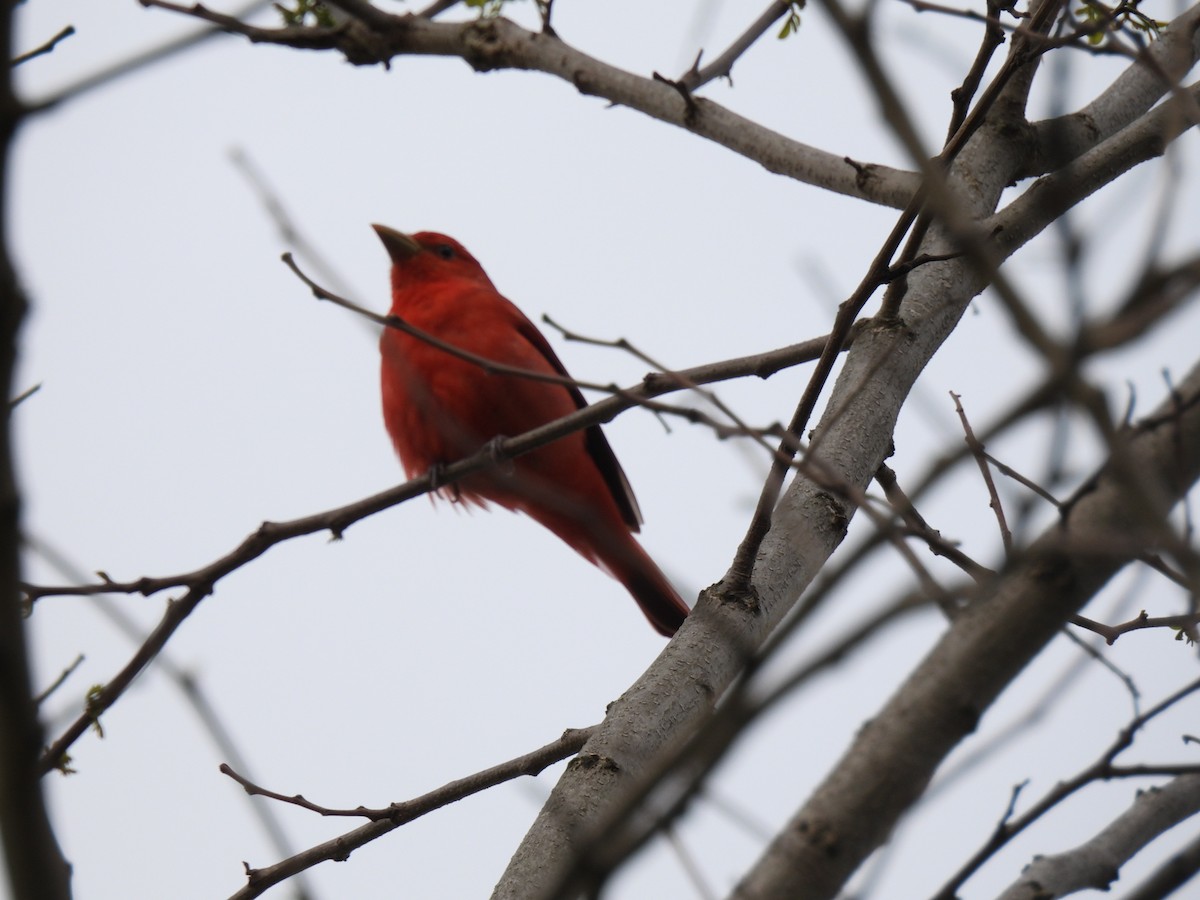 Summer Tanager - ML635135286