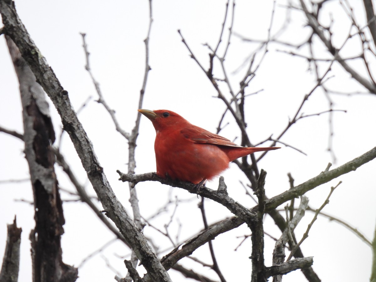 Summer Tanager - ML635135287