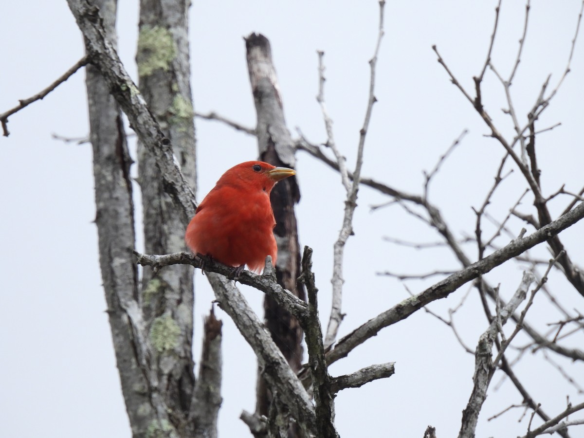 Summer Tanager - ML635135289