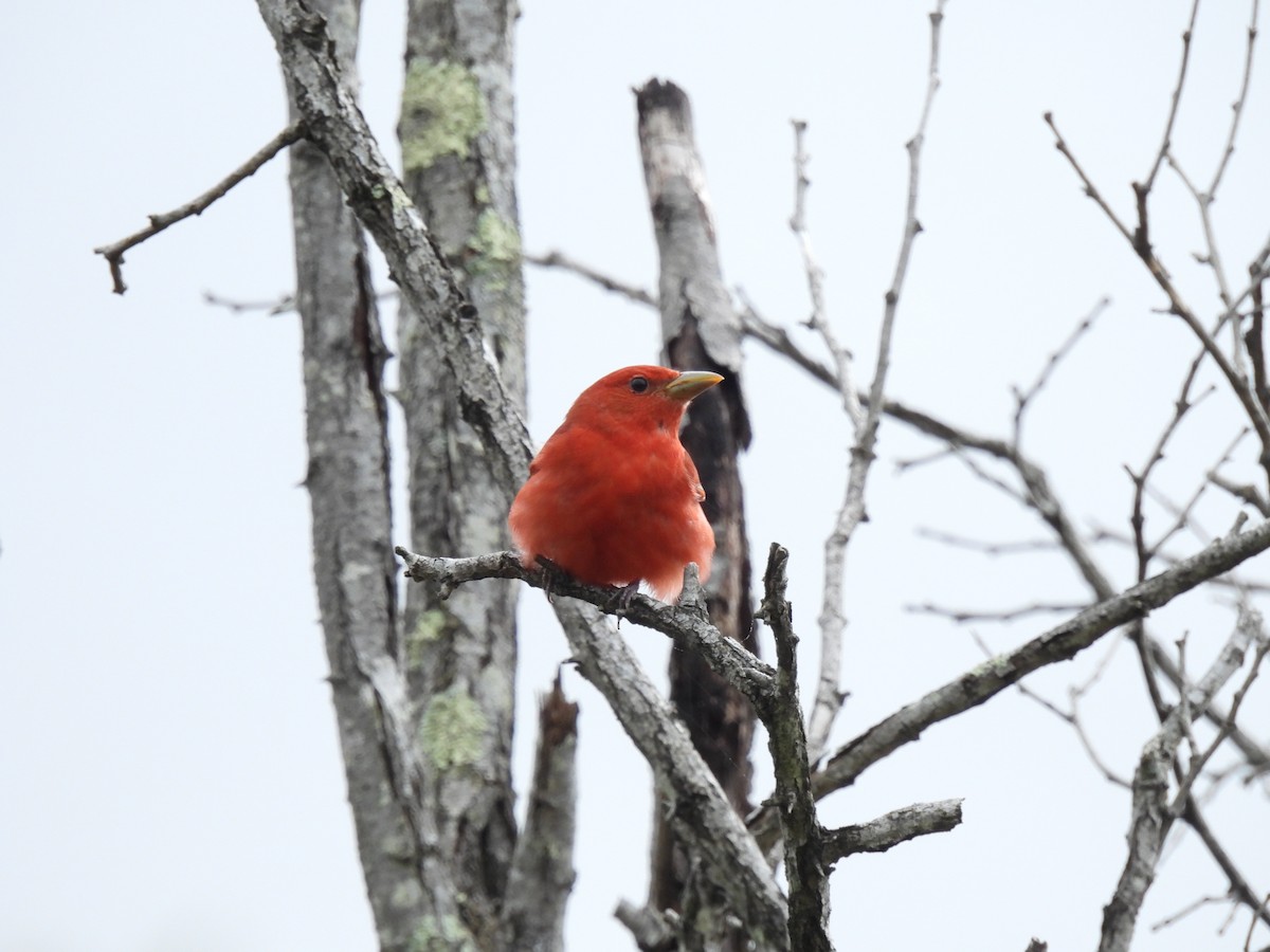 Summer Tanager - ML635135291