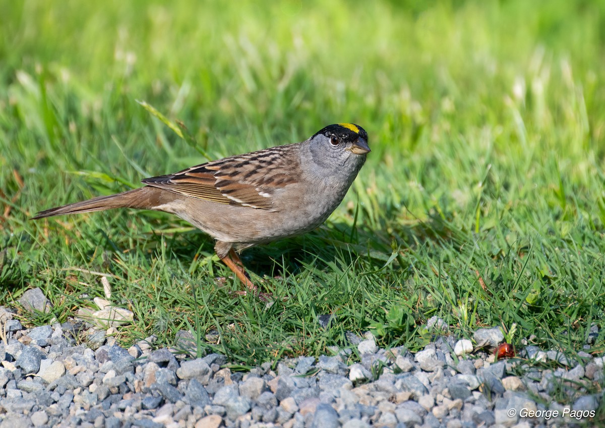 Golden-crowned Sparrow - ML635135296