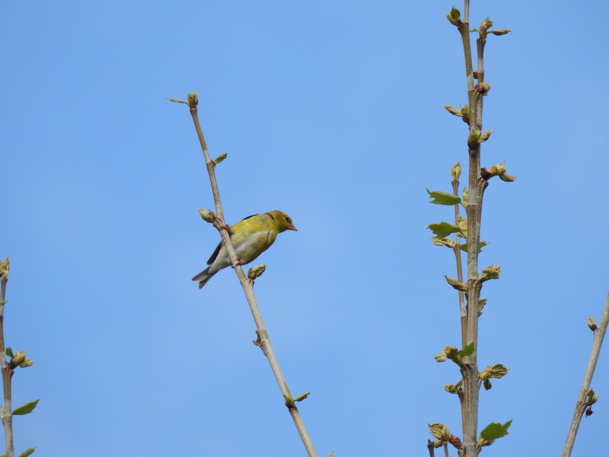 American Goldfinch - ML635135300