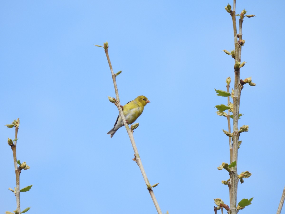 American Goldfinch - ML635135301