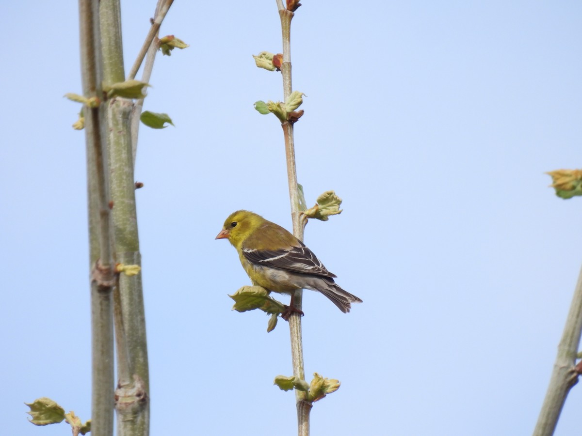 American Goldfinch - ML635135302