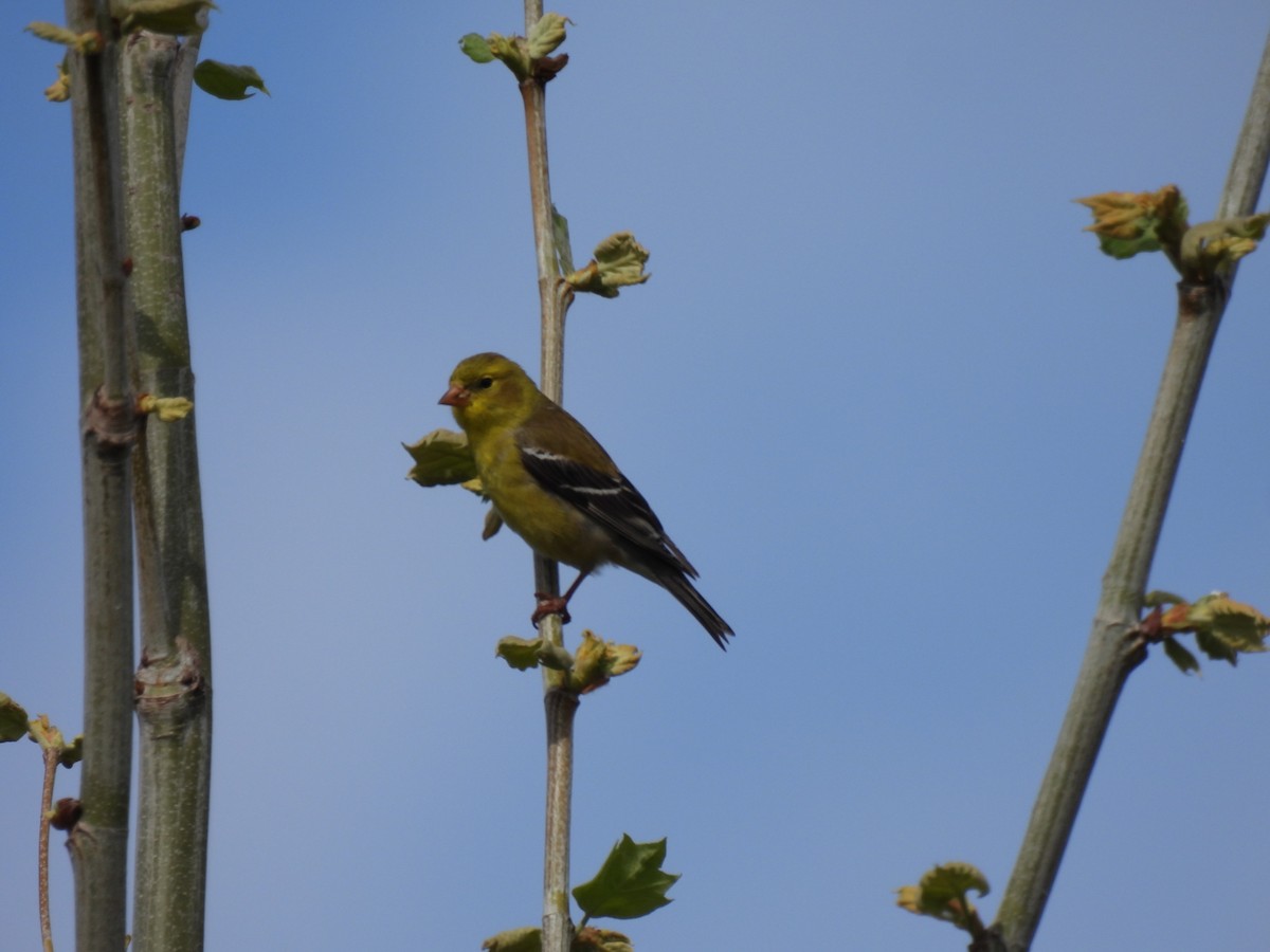 American Goldfinch - ML635135303