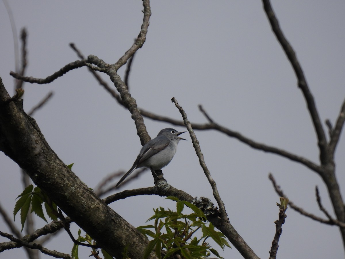 Blue-gray Gnatcatcher - ML635135347
