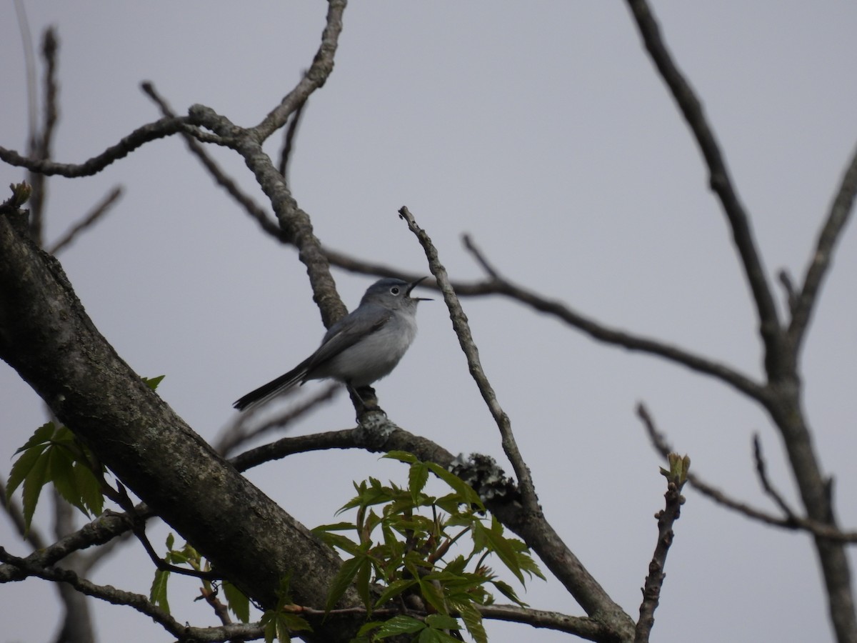 Blue-gray Gnatcatcher - ML635135348