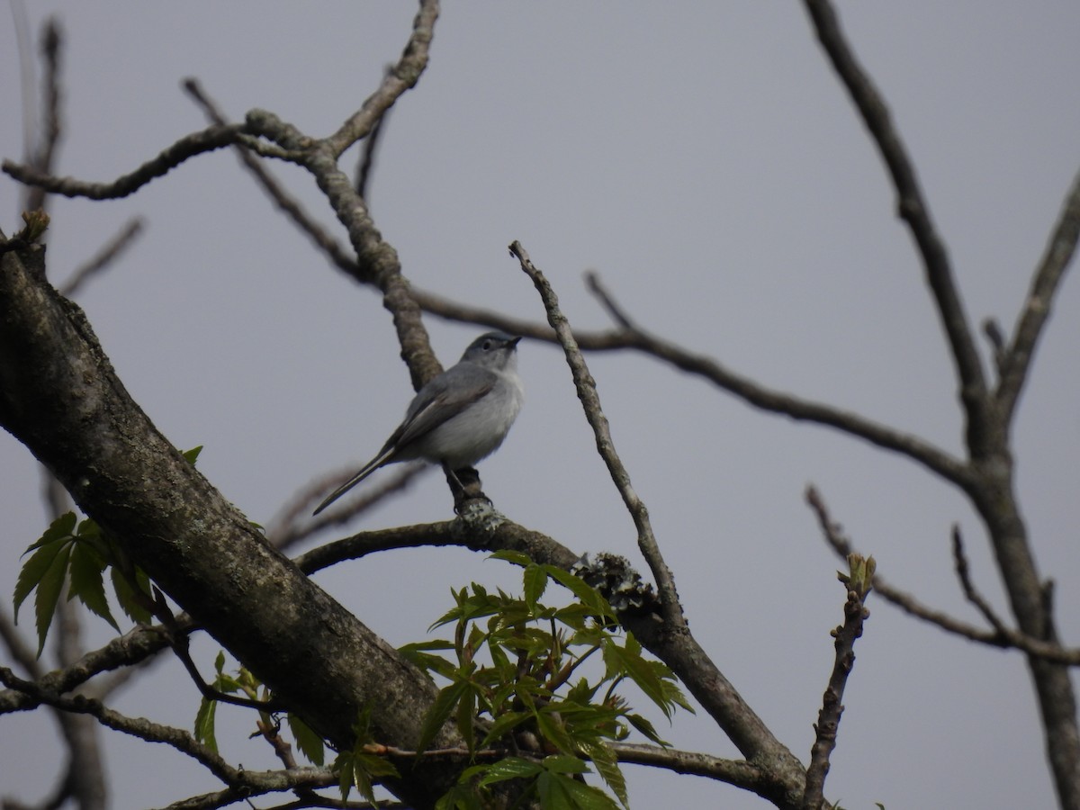 Blue-gray Gnatcatcher - ML635135349