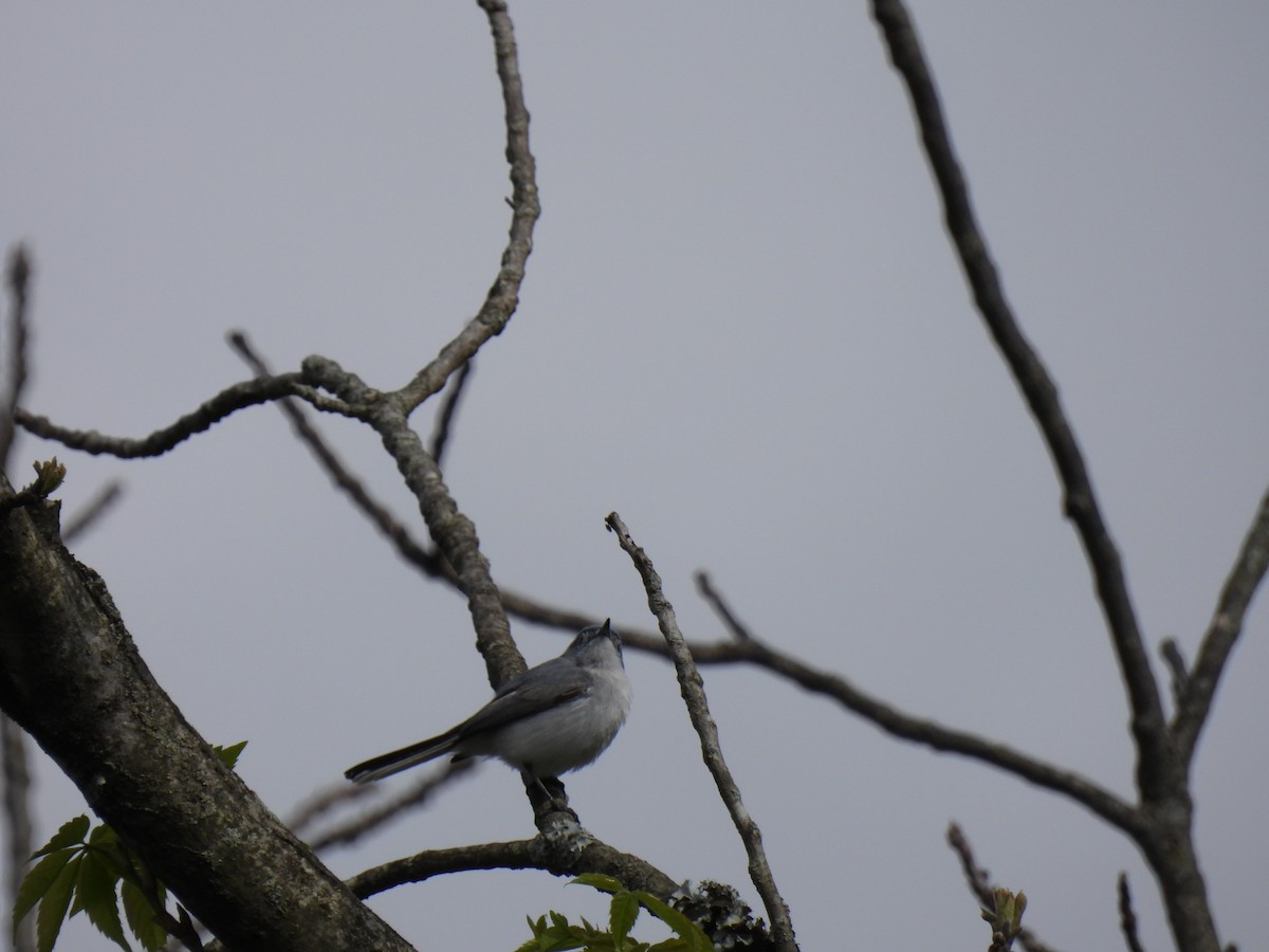 Blue-gray Gnatcatcher - ML635135350
