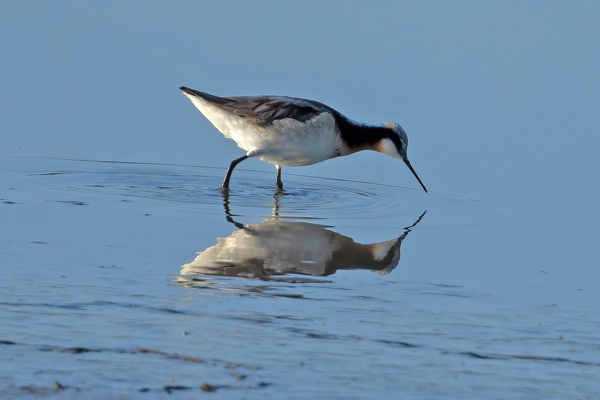 Wilson's Phalarope - ML635135351