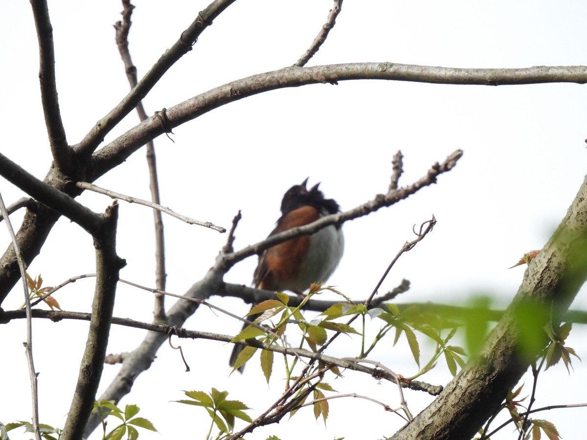 Eastern Towhee - ML635135373