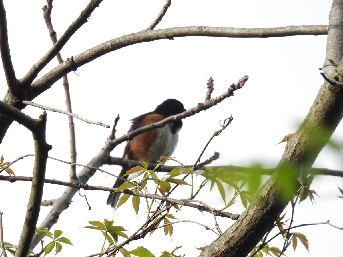 Eastern Towhee - ML635135374