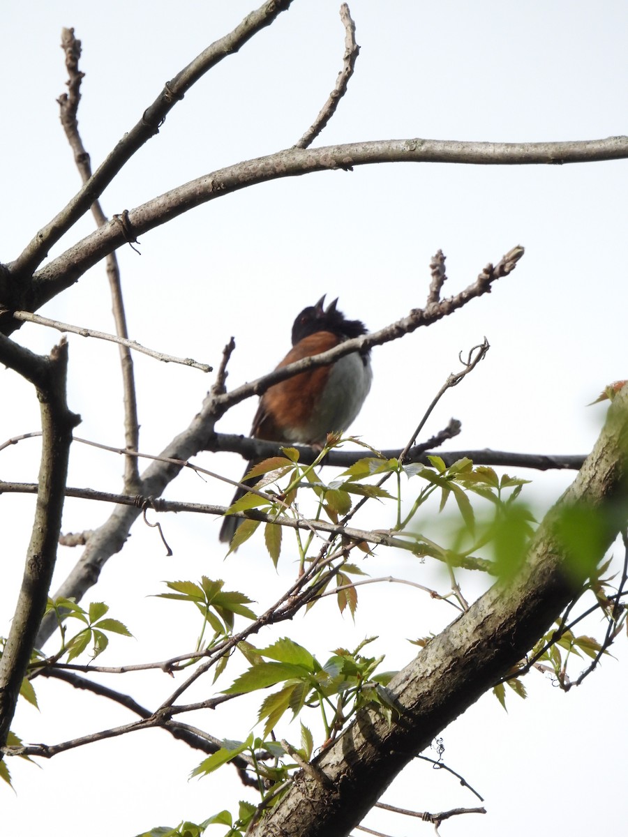 Eastern Towhee - ML635135375