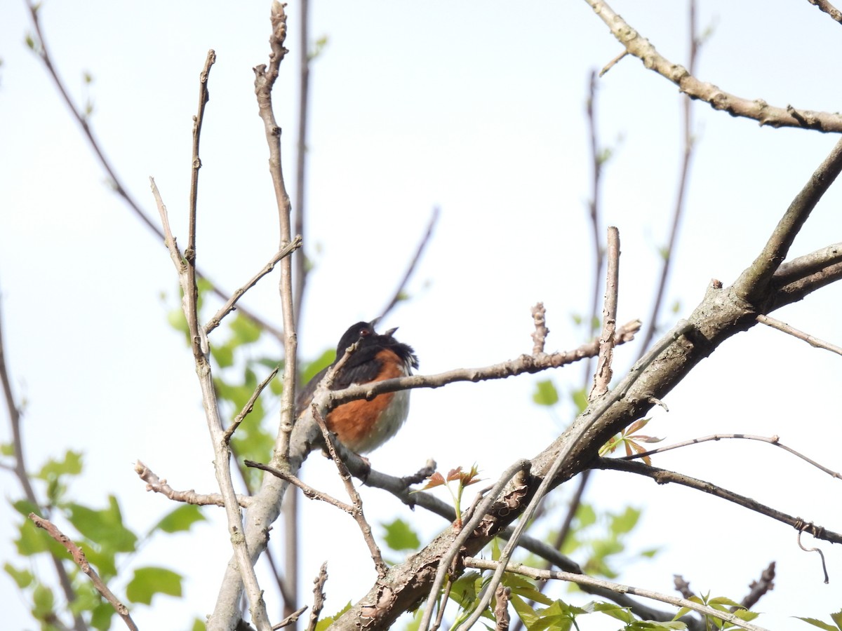 Eastern Towhee - ML635135376