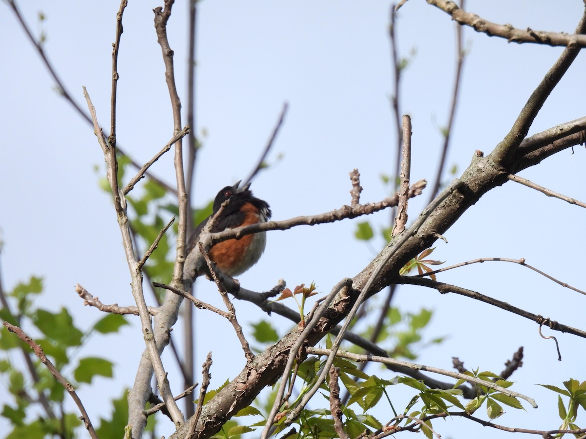 Eastern Towhee - ML635135377