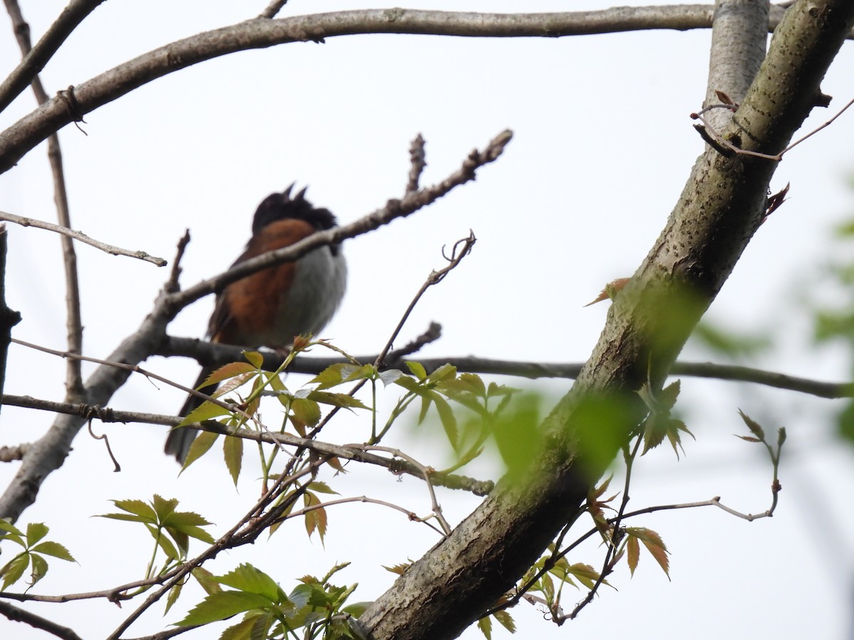 Eastern Towhee - ML635135378