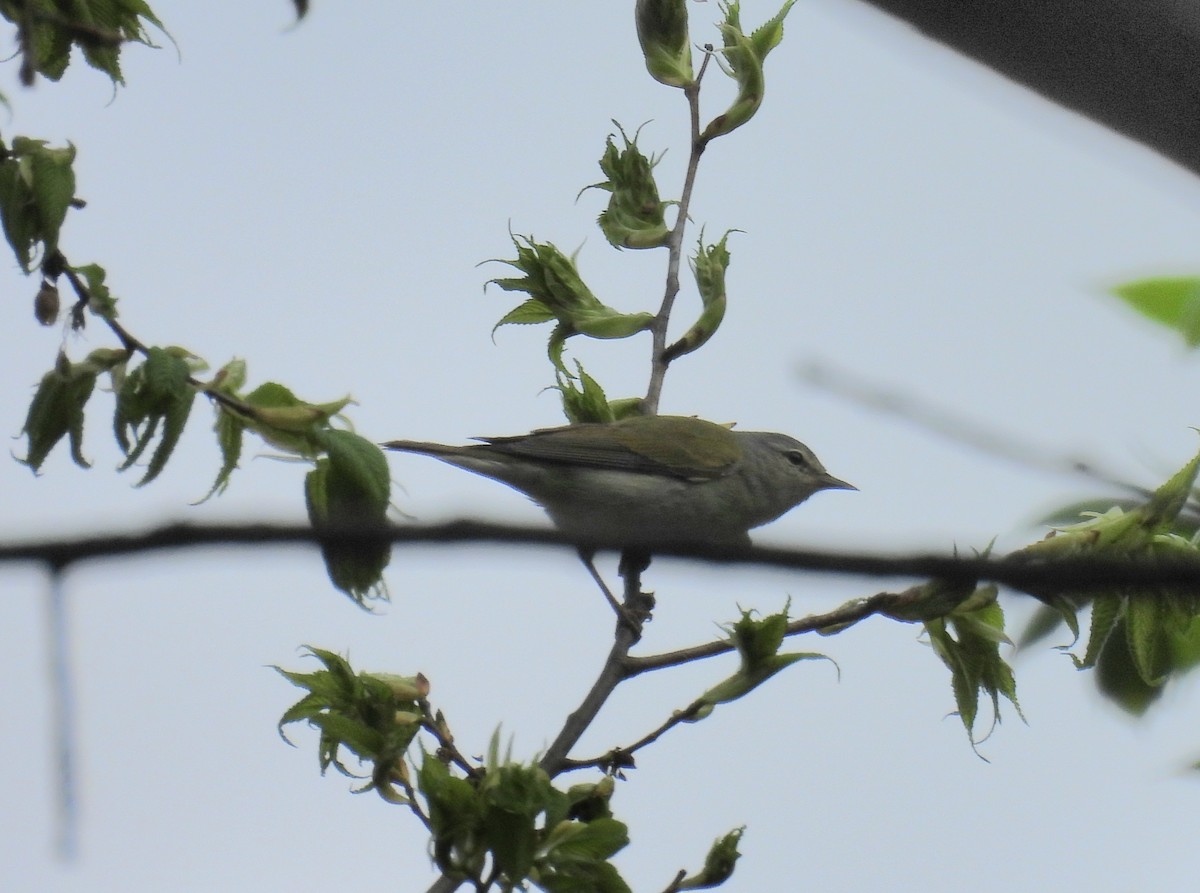 Tennessee Warbler - ML635135720
