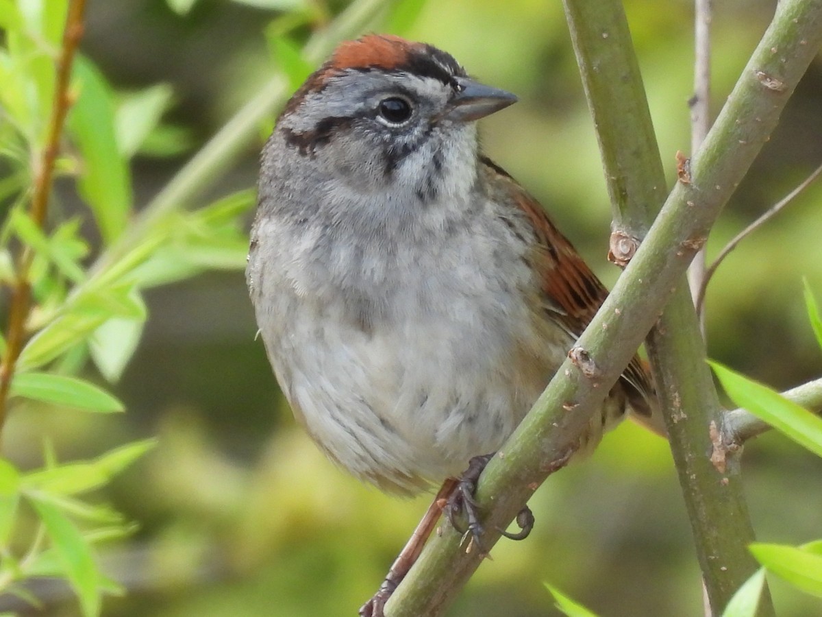 Swamp Sparrow - ML635135764