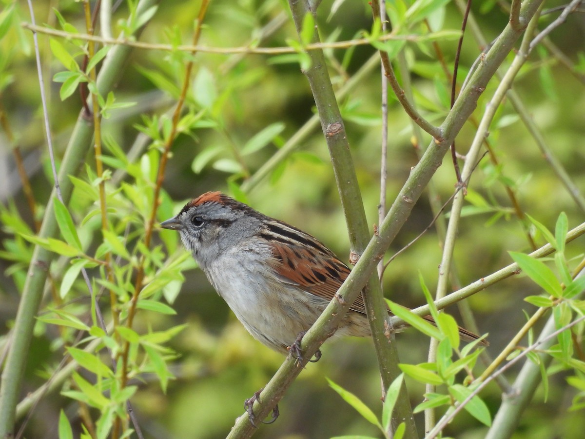 Swamp Sparrow - ML635135765