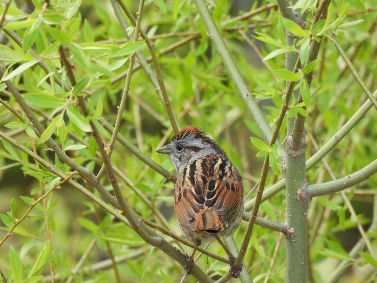 Swamp Sparrow - ML635135766