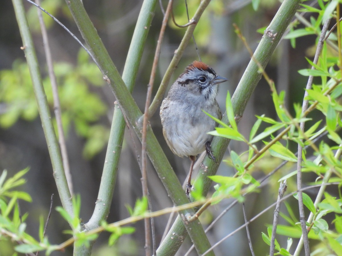 Swamp Sparrow - ML635135768