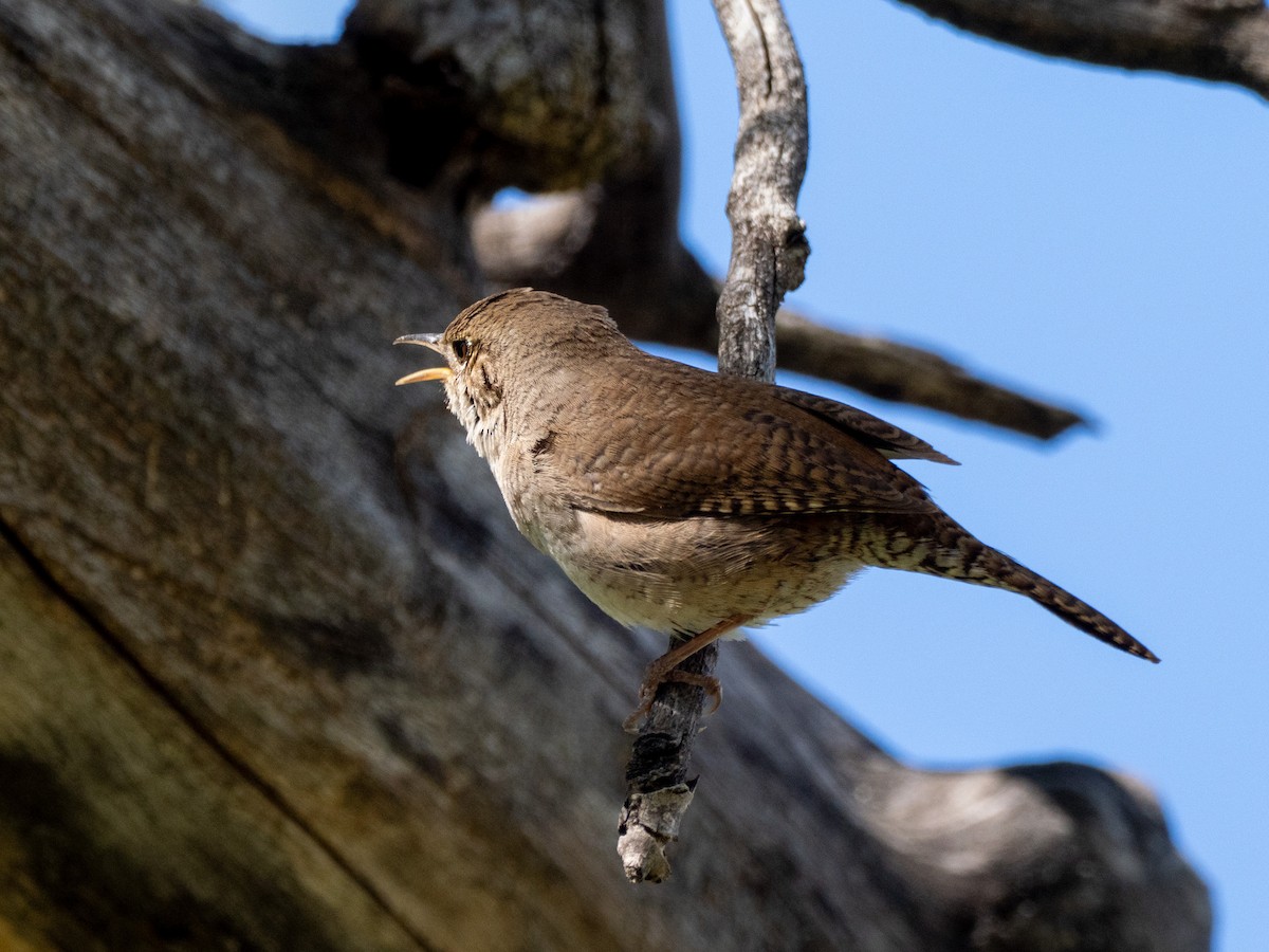 Northern House Wren - ML635135814
