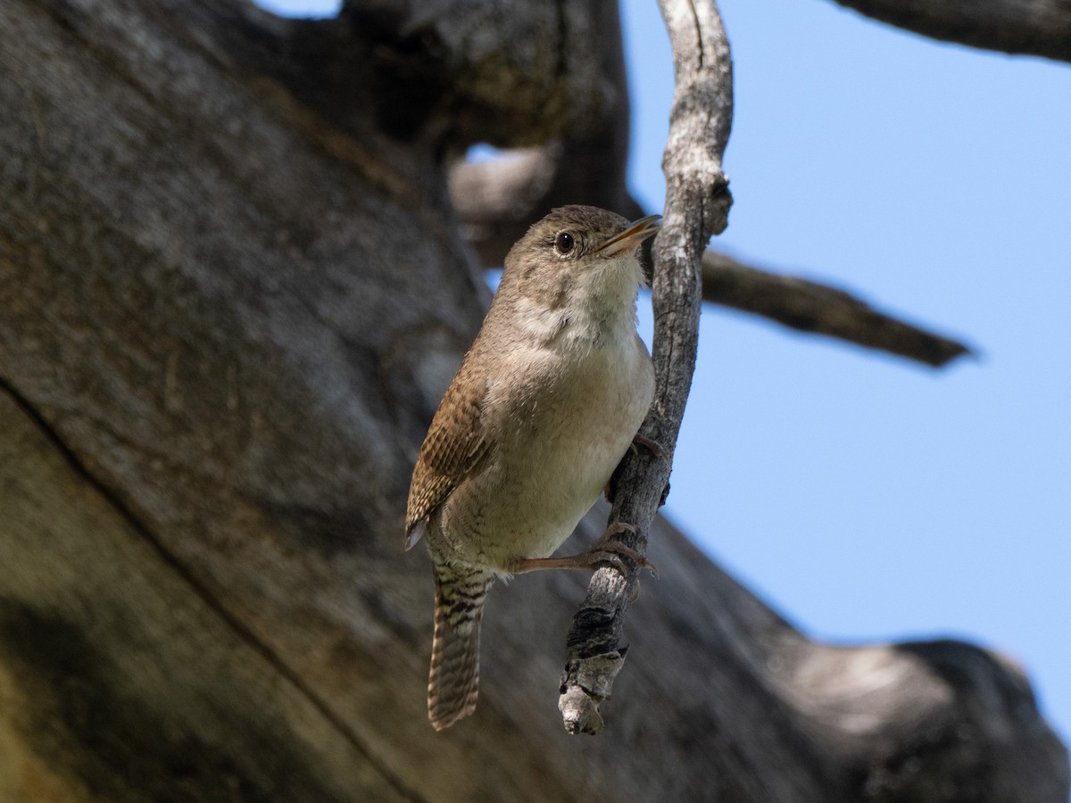 Northern House Wren - ML635135815