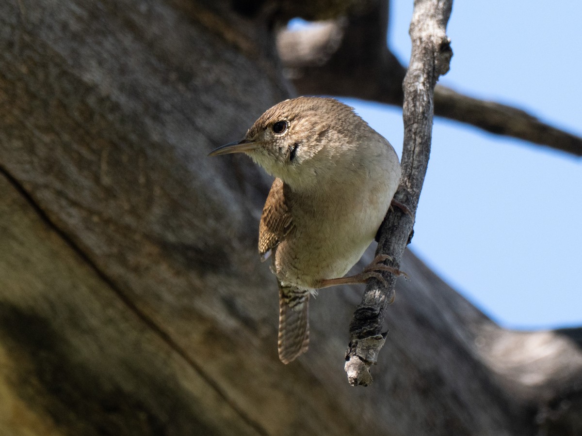Northern House Wren - ML635135817