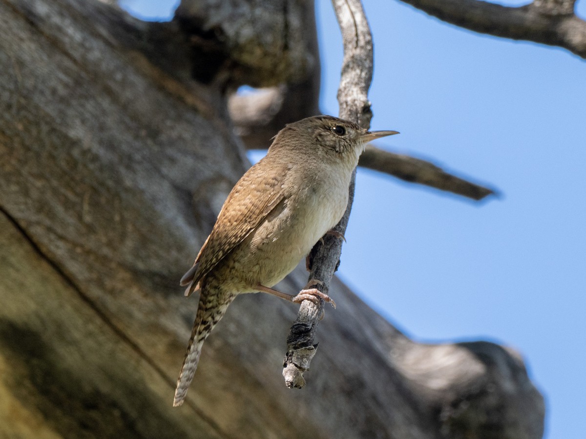 Northern House Wren - ML635135818