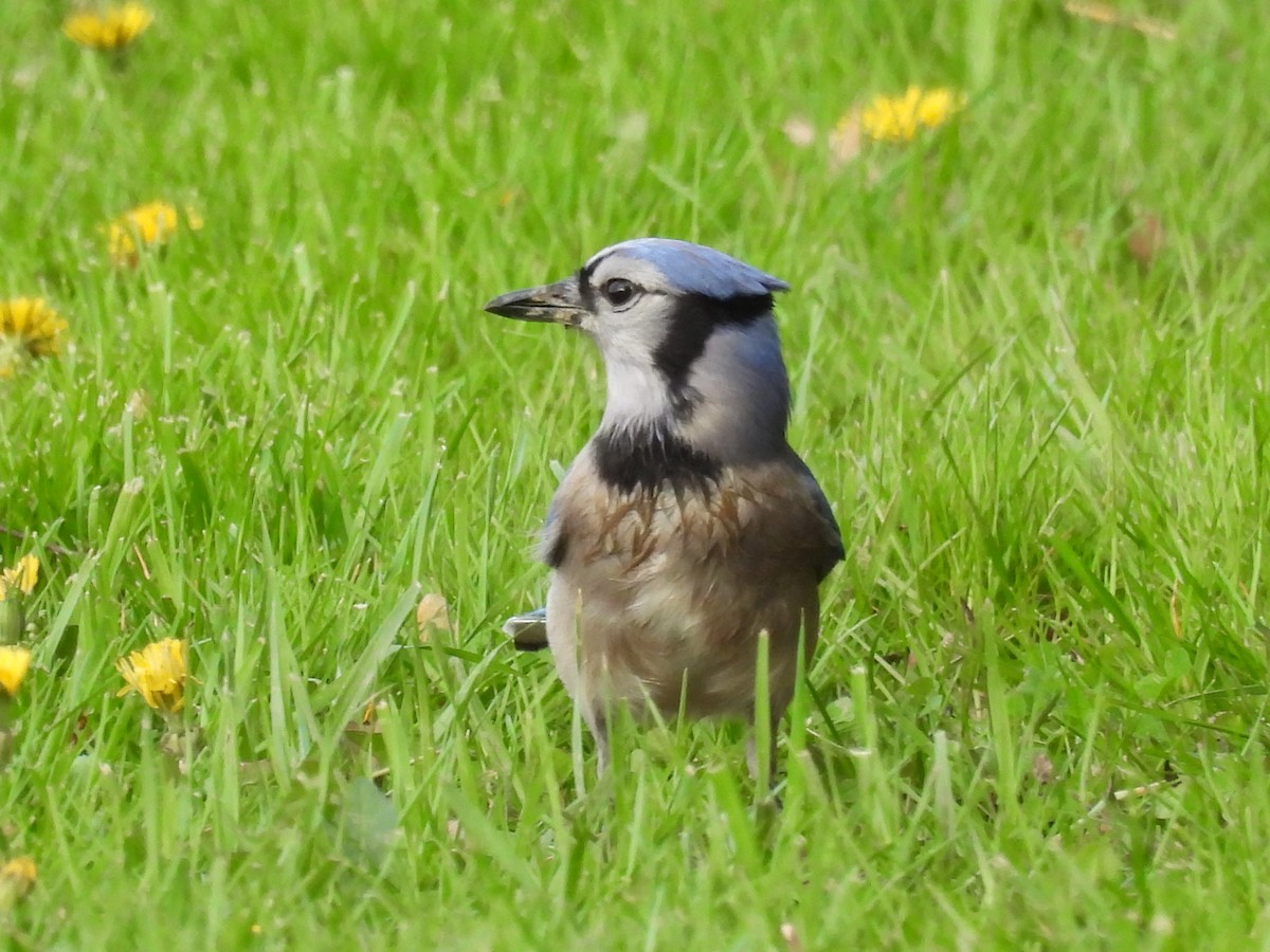 Blue Jay - ML635135823