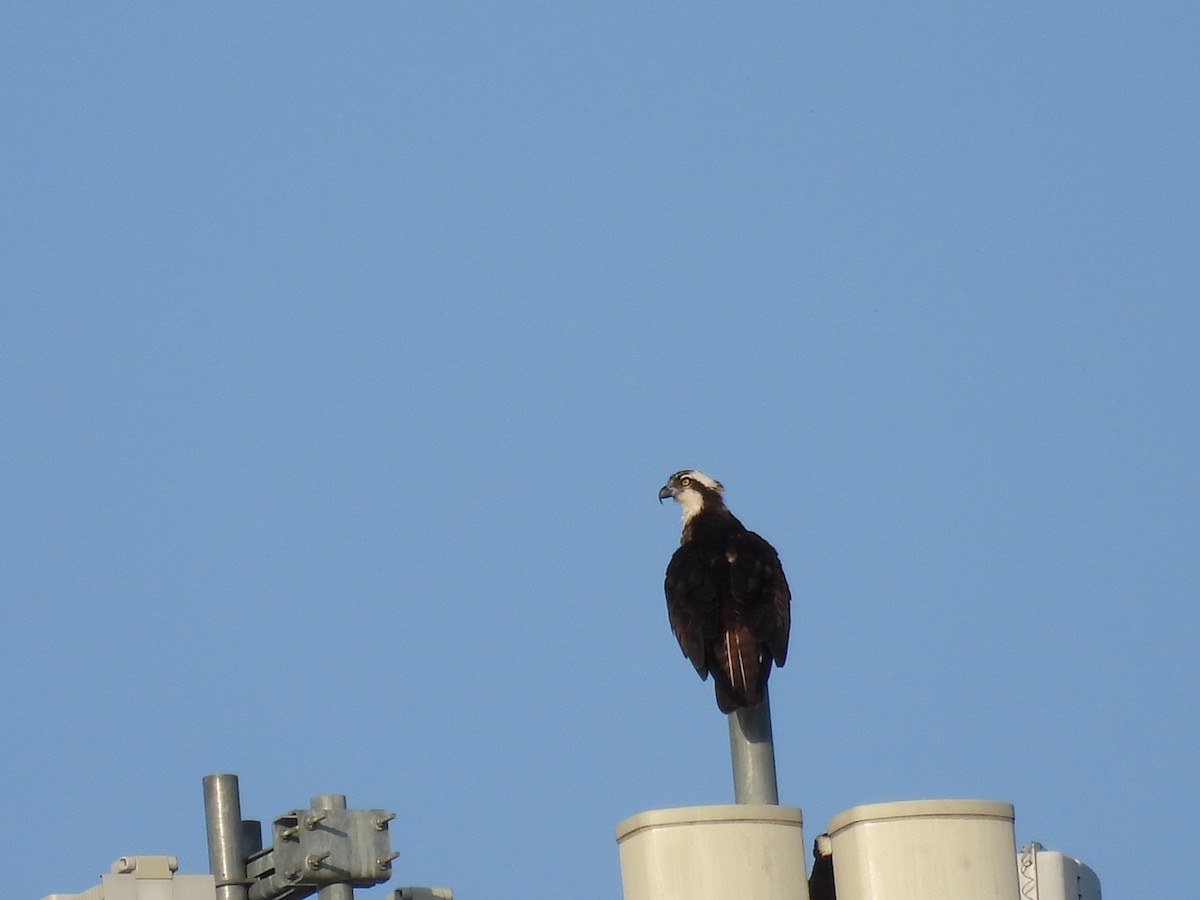 Osprey - ML635135890