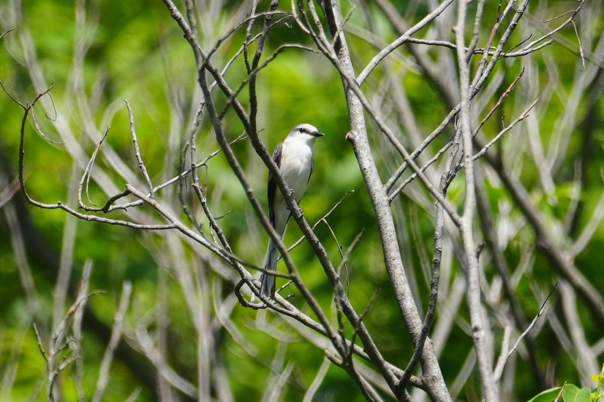 Brown-rumped Minivet - ML635135957