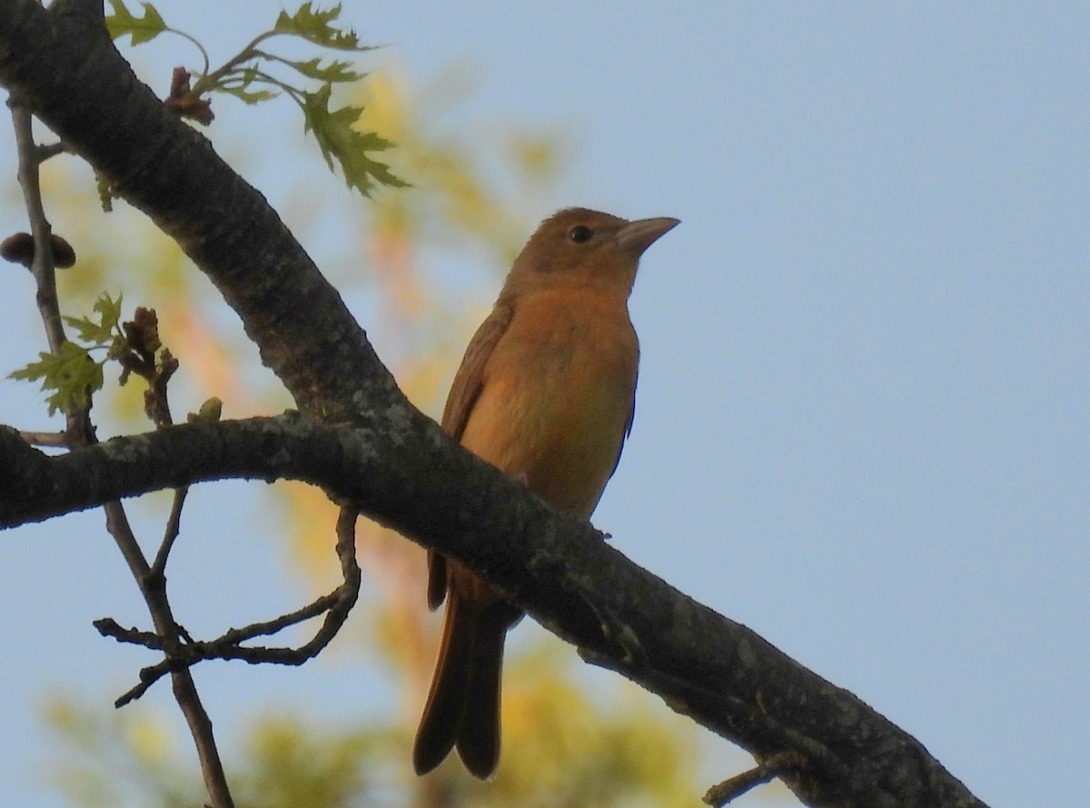 Summer Tanager - ML635135979