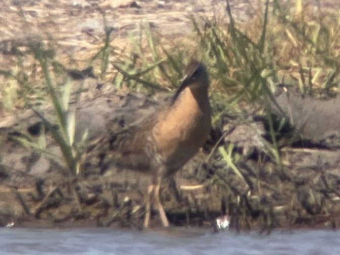 Clapper Rail - ML635136079