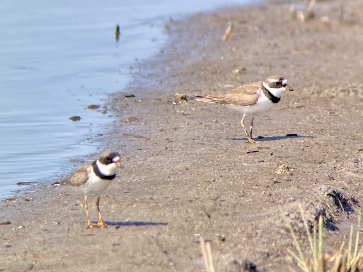 Semipalmated Plover - ML635136112