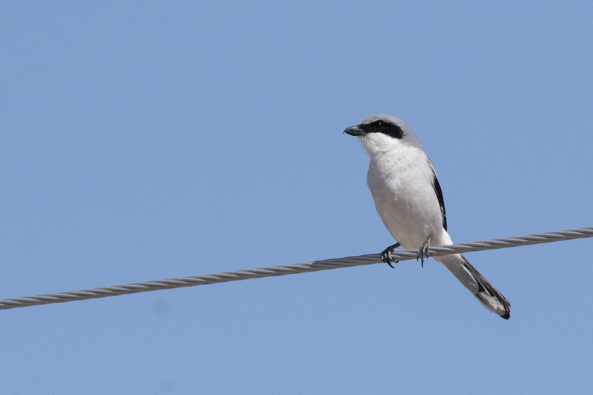 Loggerhead Shrike - ML635136123