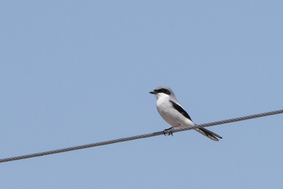 Loggerhead Shrike - ML635136124