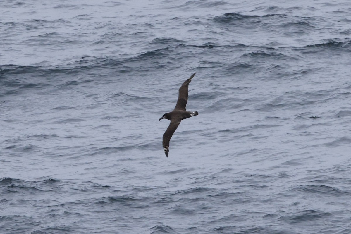 Black-footed Albatross - ML635136135