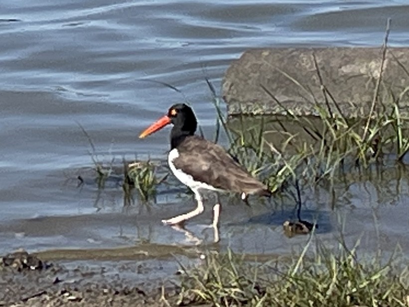 American Oystercatcher - ML635136162