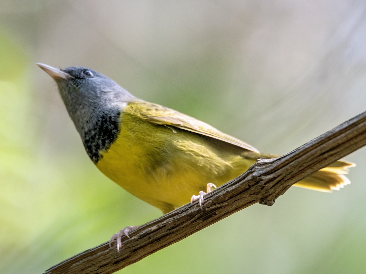 Mourning Warbler - ML635136194