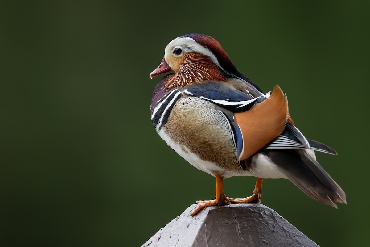 Mandarin Duck - ML635136352