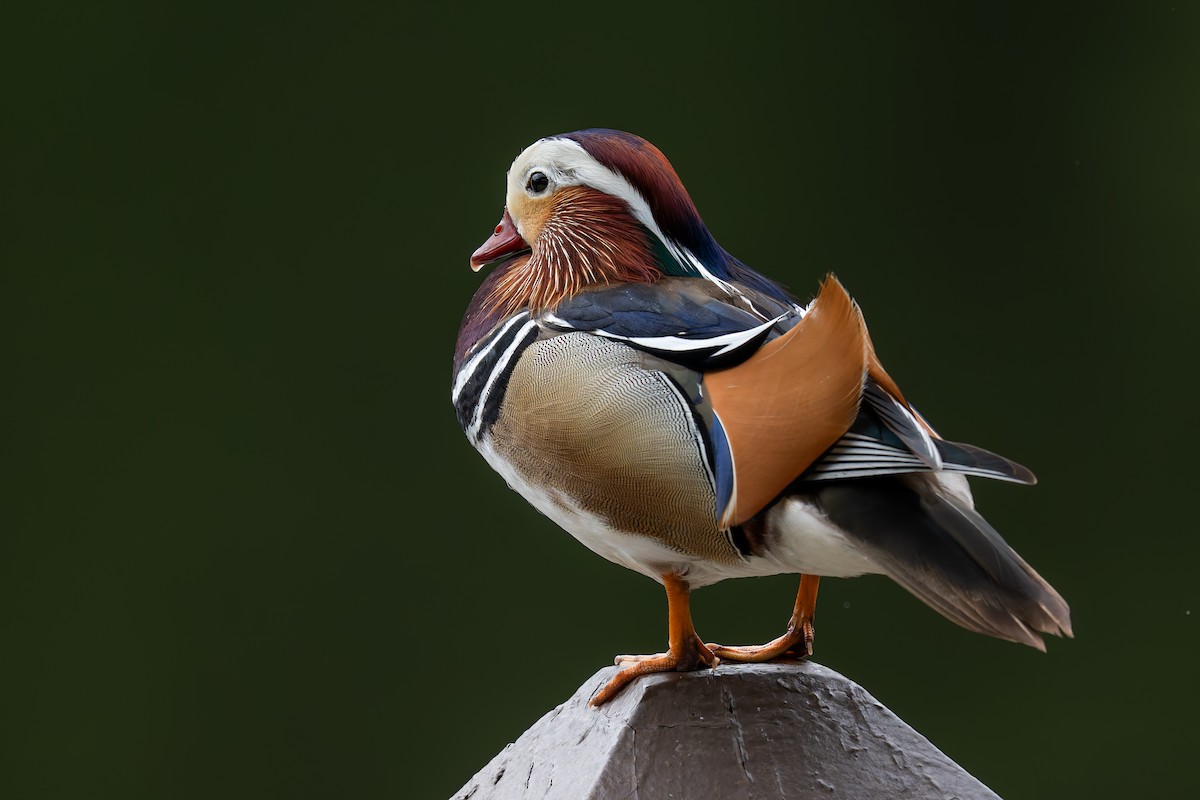Mandarin Duck - ML635136360