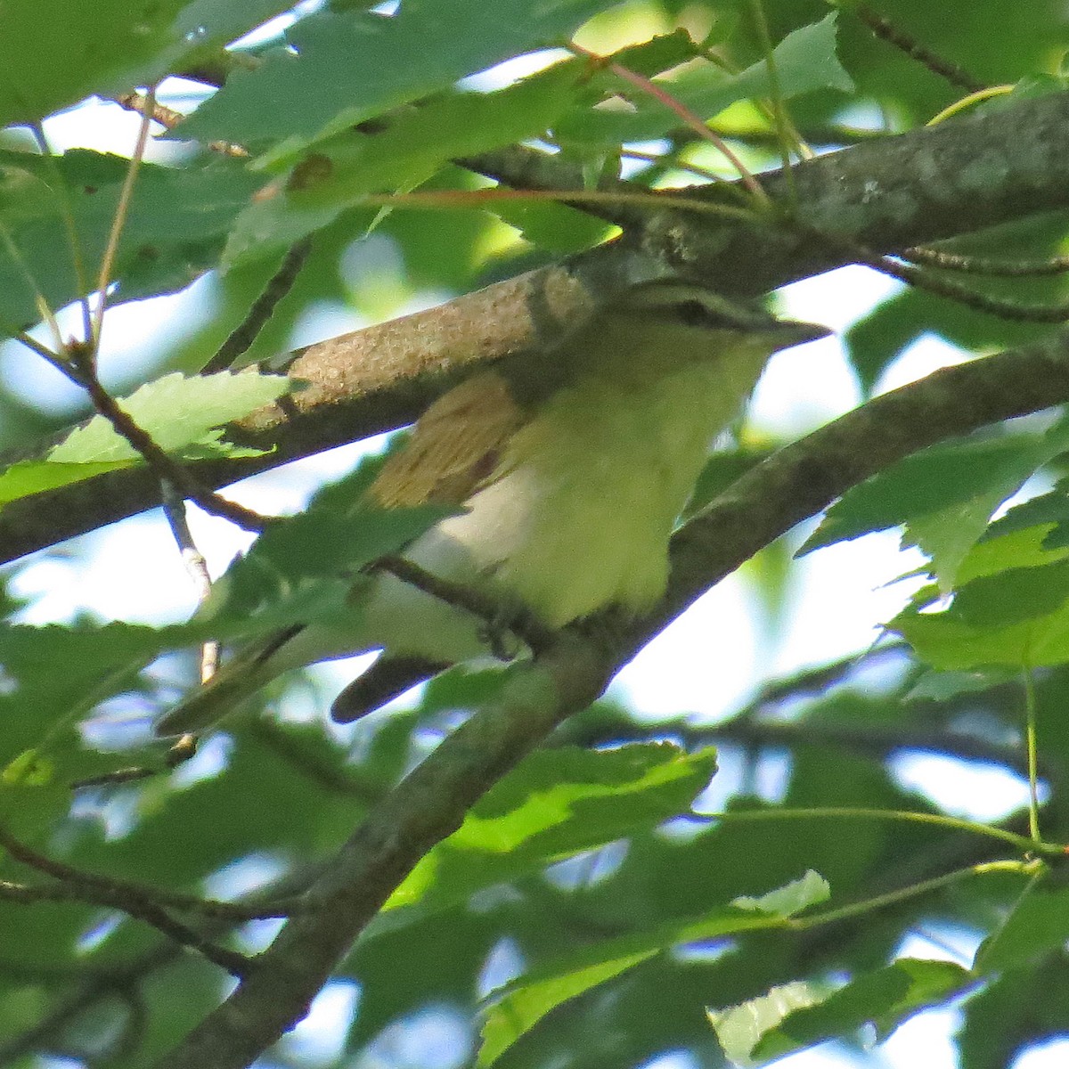 Red-eyed Vireo - ML63513641